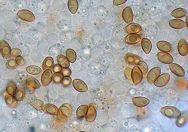 Galerina da deteminare n�11.